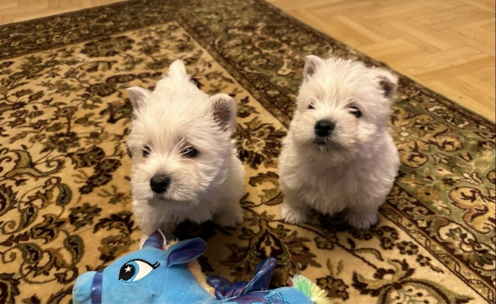 West Highland white terrier