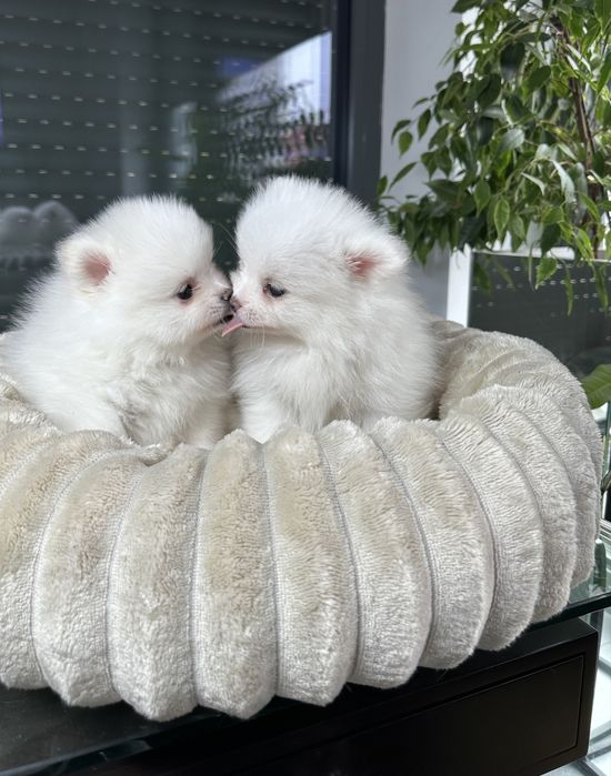 Pomeranian szpic miniaturowy xxs bardzo mały biały znakomite geny