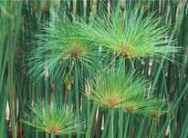 Planta Papiros - Plantas - Ceasa