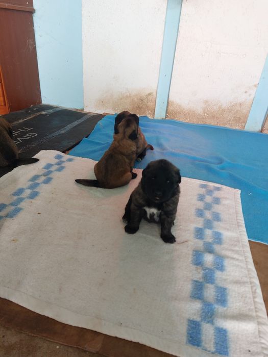 Cachorros serra da estrala