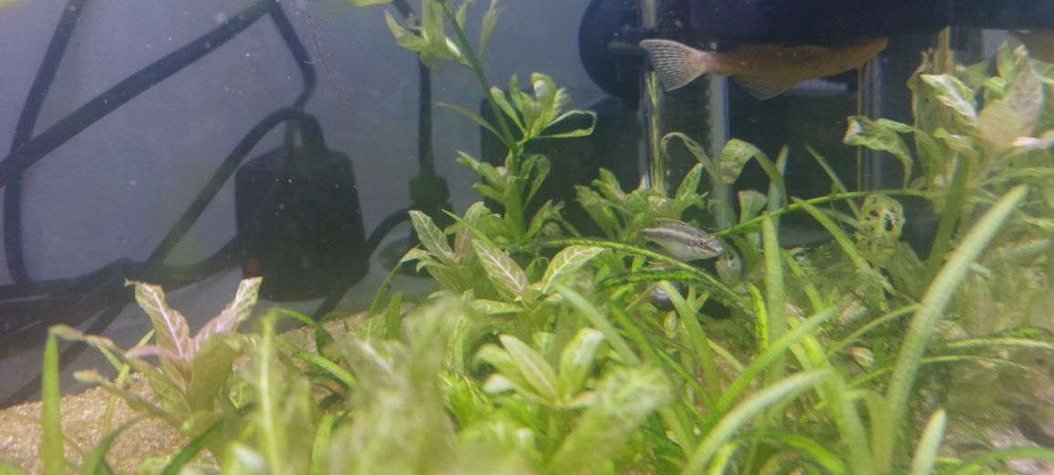 Ancistrus SP// Kribensis // Valisneria