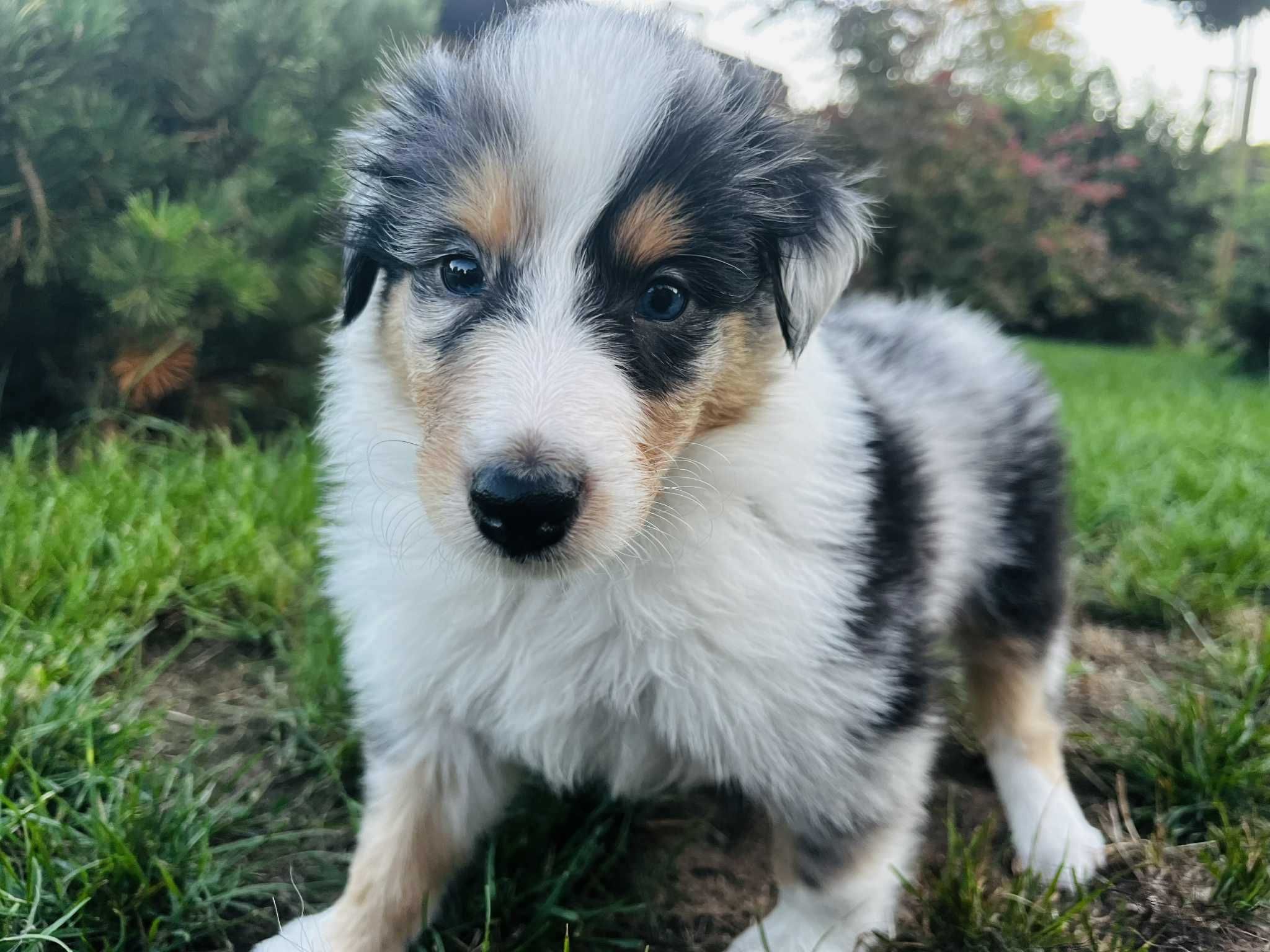 Szczeniak suczka Owczarek szkocki długowłosy - Collie (rezerwacja)