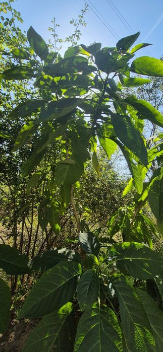 Datury rośliny kwiaty