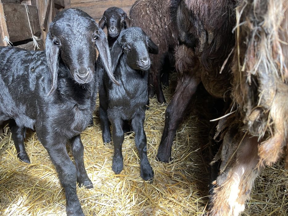 Продажа ягнят гиссарской породы баранов
