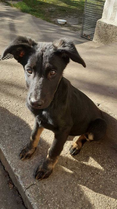 Собаки німецька вівчарка