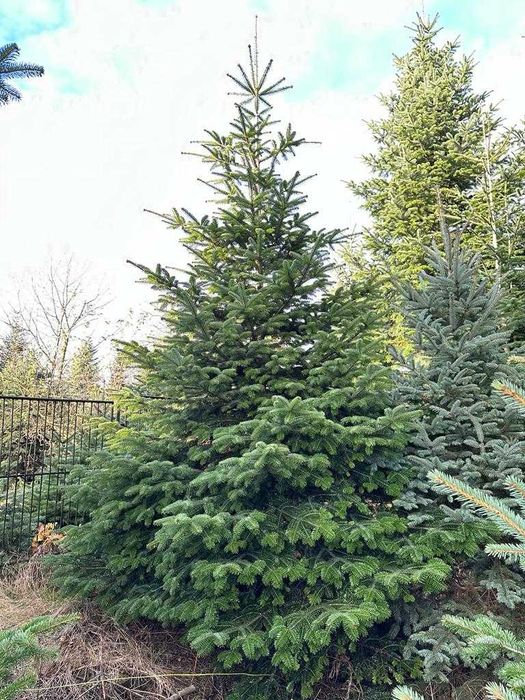 Choinka! Choinki! Ładne, gęste jodły i świerki z dostawą pod dom!