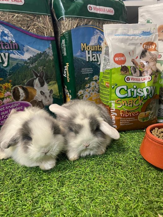 Coelho Anão varias cores Belier e Mini Lop - LOJA !!