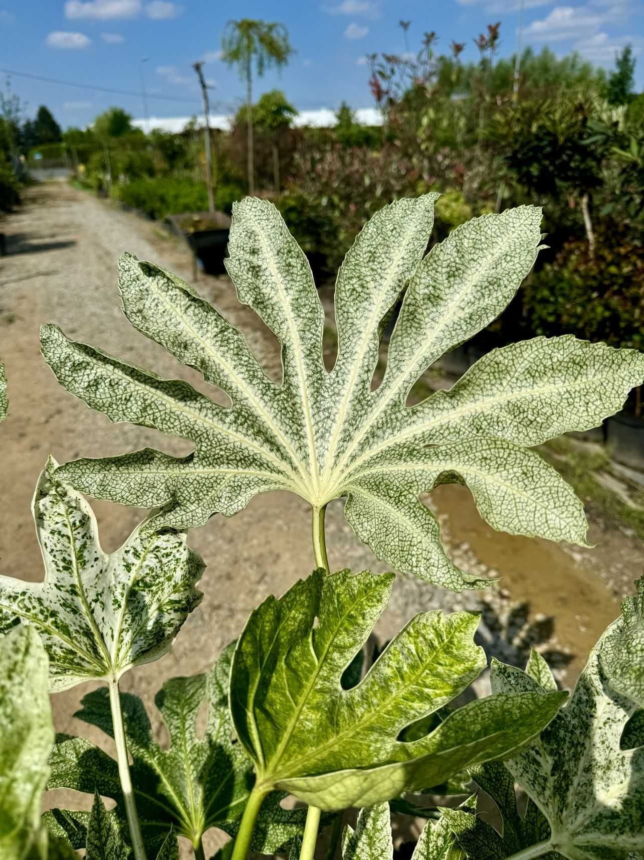 Fatsia japonica 'Spider's Web, Facja japońska, 40-60cm, 100-120cm