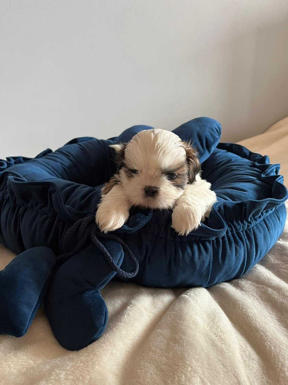 Sprzedam szczenię rasy Shih tzu