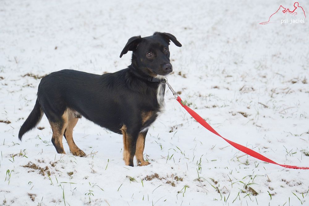 Rocky - mikropsiak, oddany jako szczeniak, do adopcji