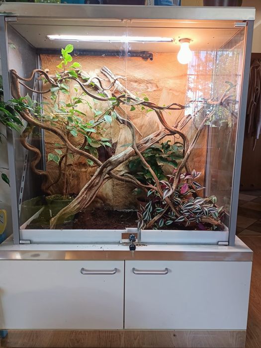 Terrarium hybrydowe kameleon