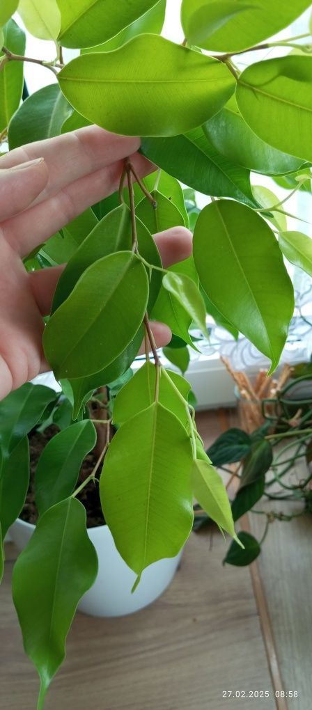 Ficus Benjamina Esther
