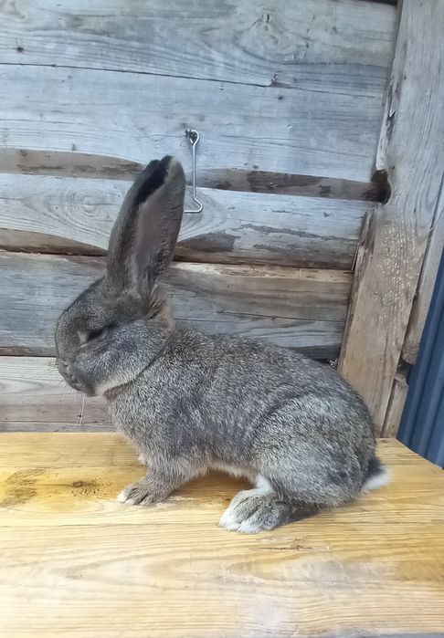 Sprzedam samca mieszańca