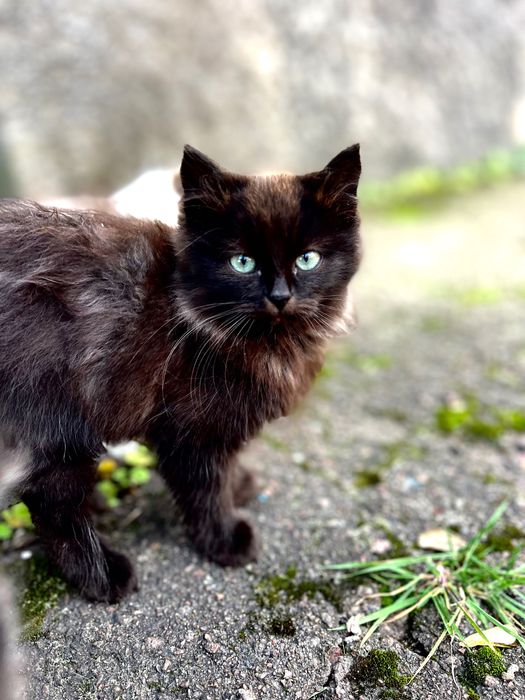 Кошенята дуже милі