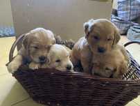 Szceniaki rasy golden retriver z rodowodem