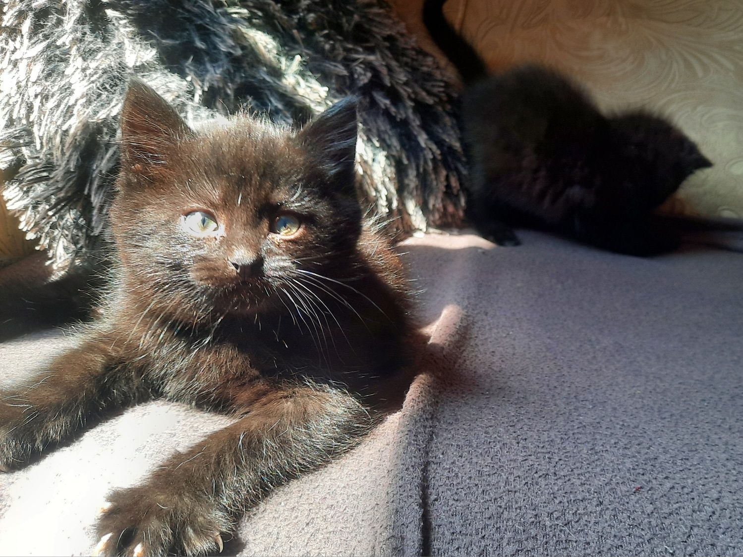 Котята безкоштовно