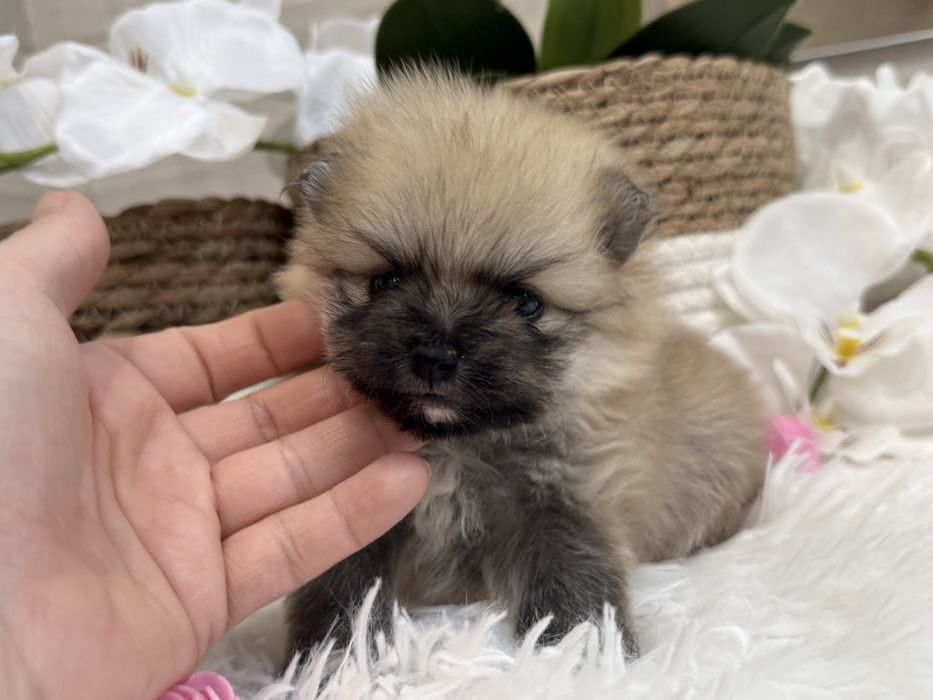 Szpic miniaturowy pomeranian, suczka, orange sable.