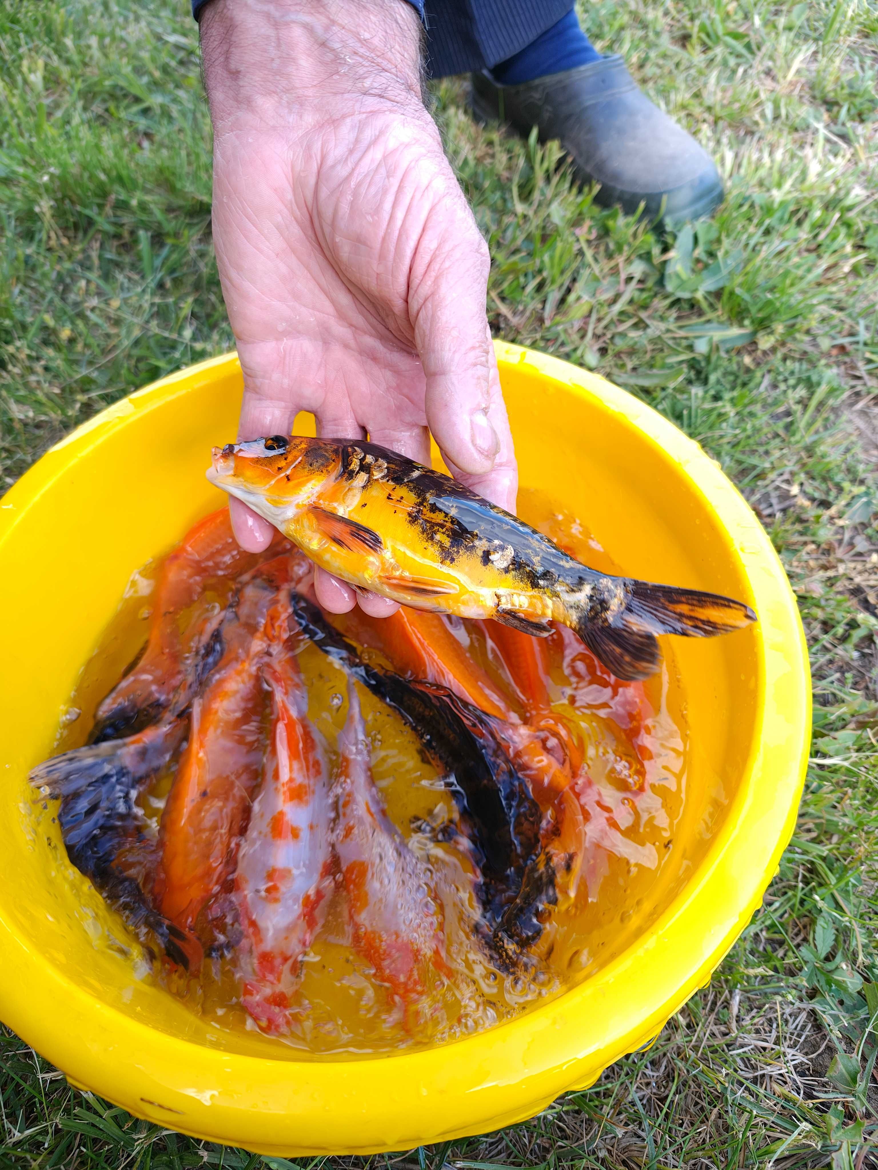 Karp Koi Pięknie ubarwiony wielkość 12-18 cm
