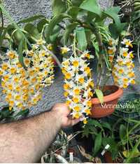Orquídea Dendrobium thrysiflorum