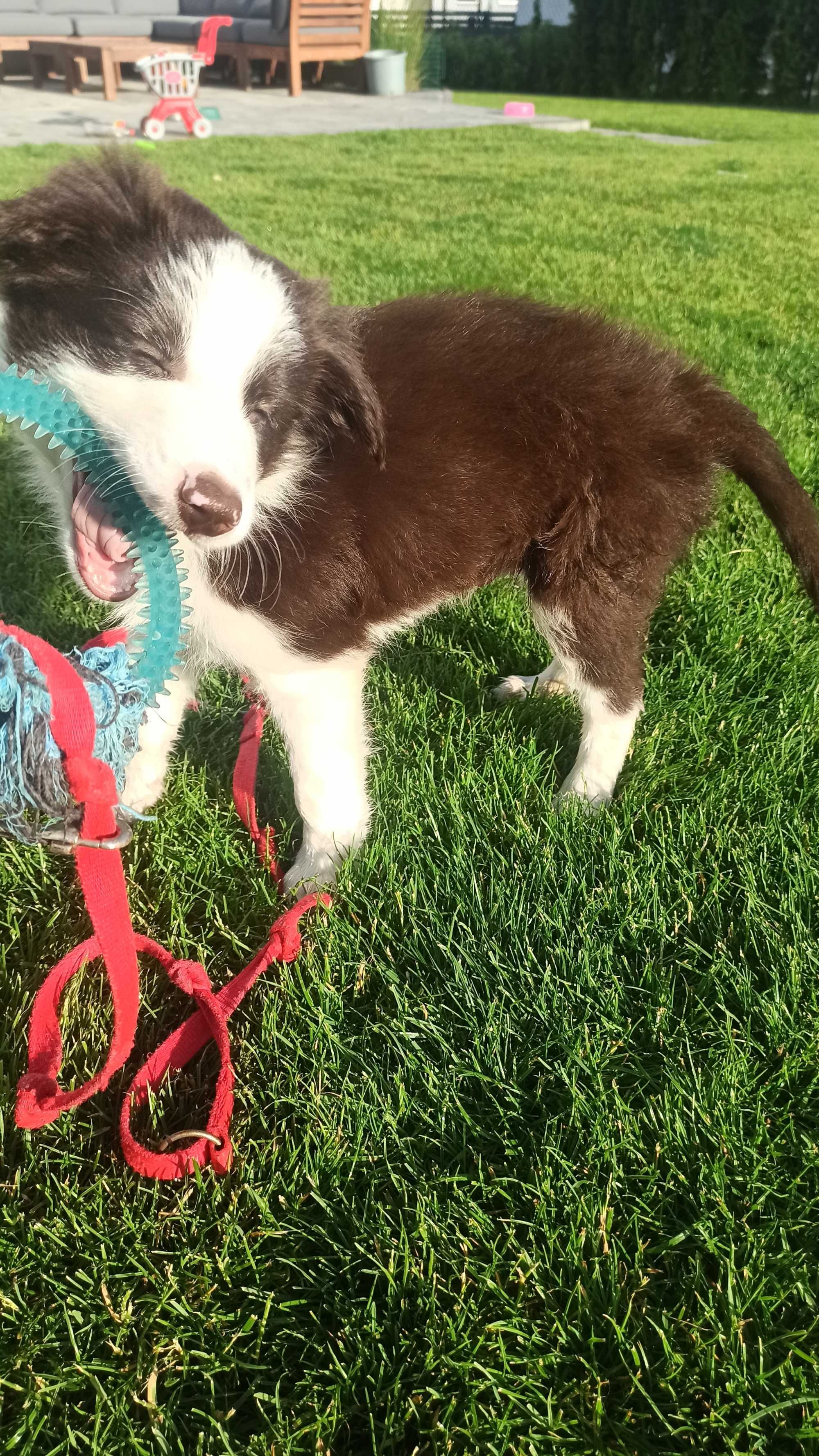 Border Collie, bialo-brązowy, rezerwacja