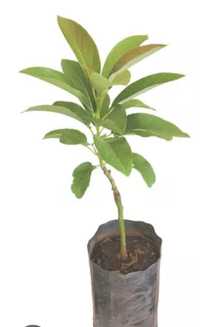 Abacateiro – árvore da pera abacate