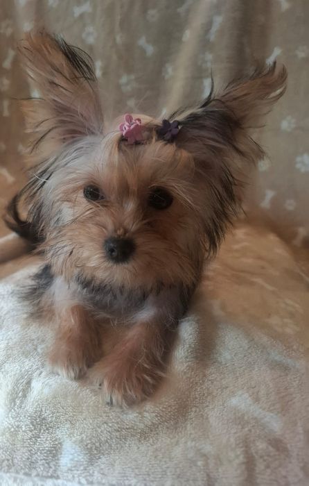 Yorkshire terrier - suczka mini