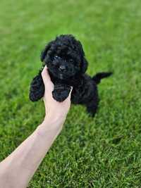 Zjawiskowy Chłopczyk Maltipoo Black