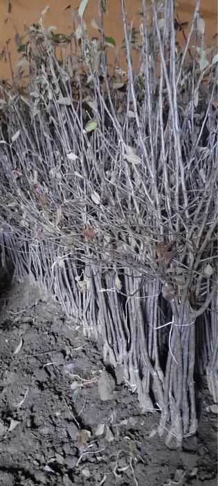 Drzewka owocowe golden gala jeronimo