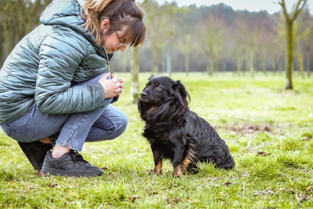 Mały idealny na kanapę, czarny kudłaty piesek do adopcji