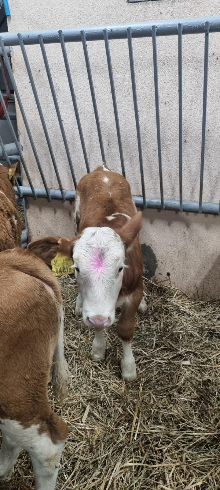 Cielaki sprzedaż!!! Pabianice i okolice!!