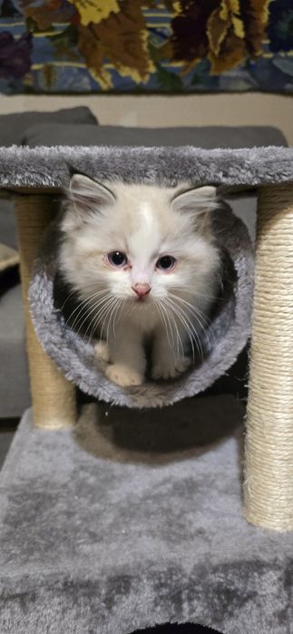 Kocurek Ragdoll FPL zaprasza do rezerwacji