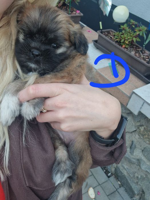Szczeniaczki do oddania