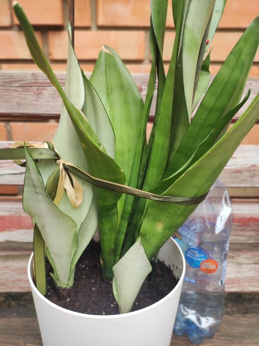 Вазони, сансівієрія муншайн