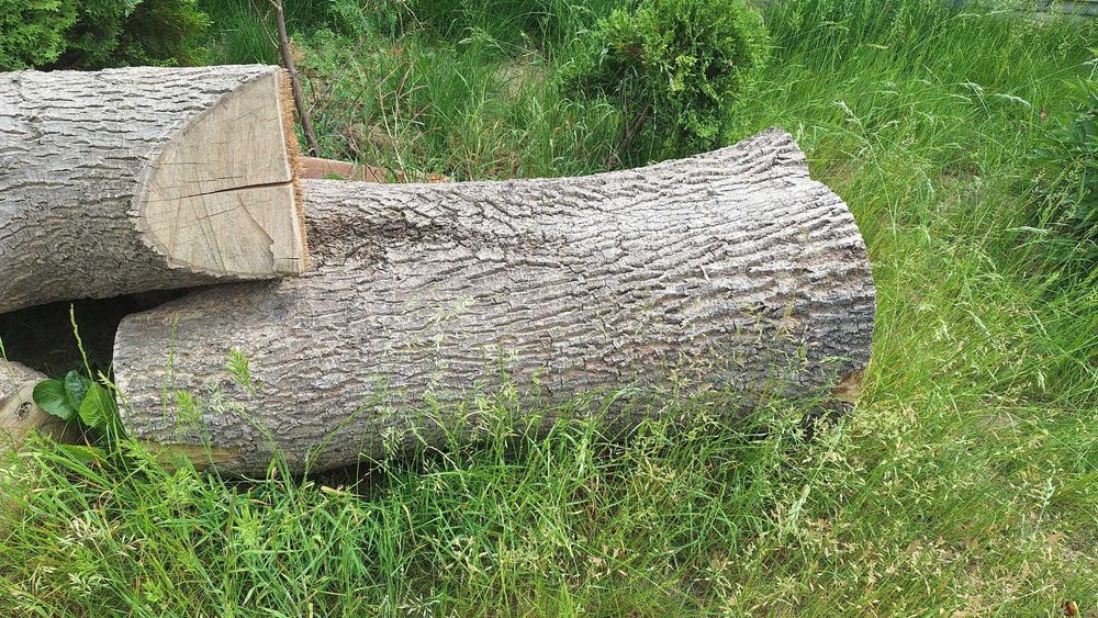 Kłody JESIONÓW Sprzedam