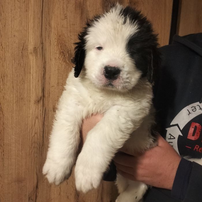 Landseer Mr Double Face