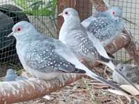 Rolas Diamante adultas ...