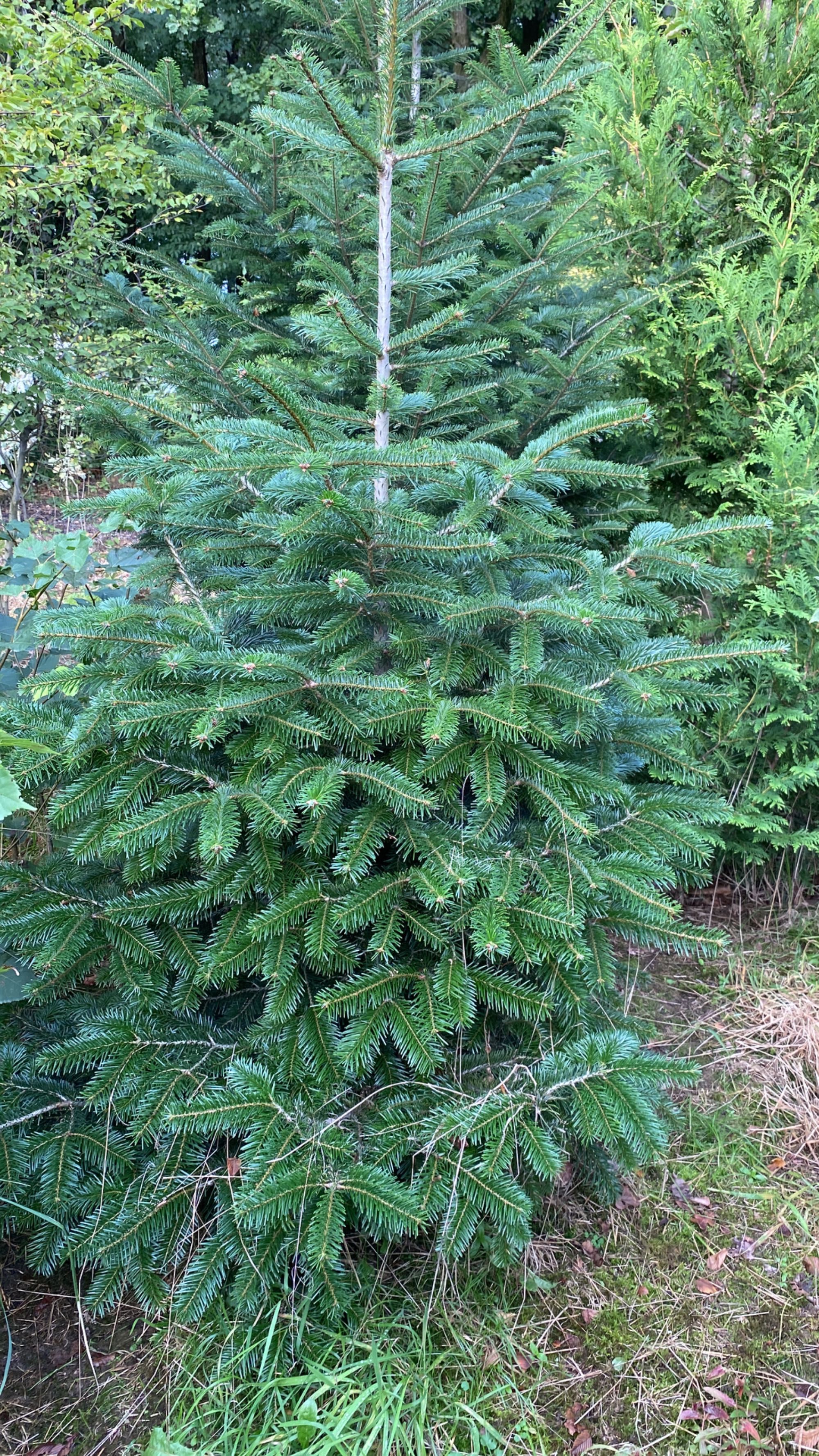 Świerk srebrny  jodła kaukaska kalifornijska koreańska  200-400 cm