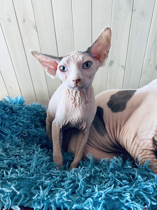 Котята сфинксята Киев