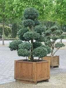 Cyprysik Groszkowy Boulevard - Bonsai PROMOCJA!!!