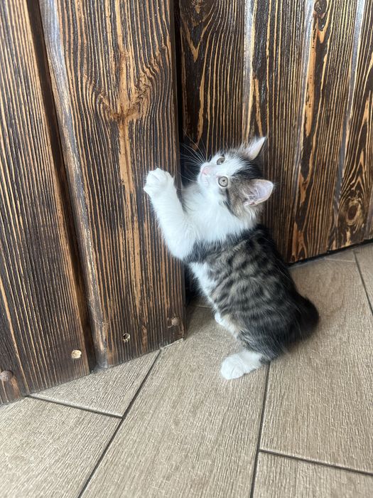 Подарую миленьких котиків, щоб приносили вам радість