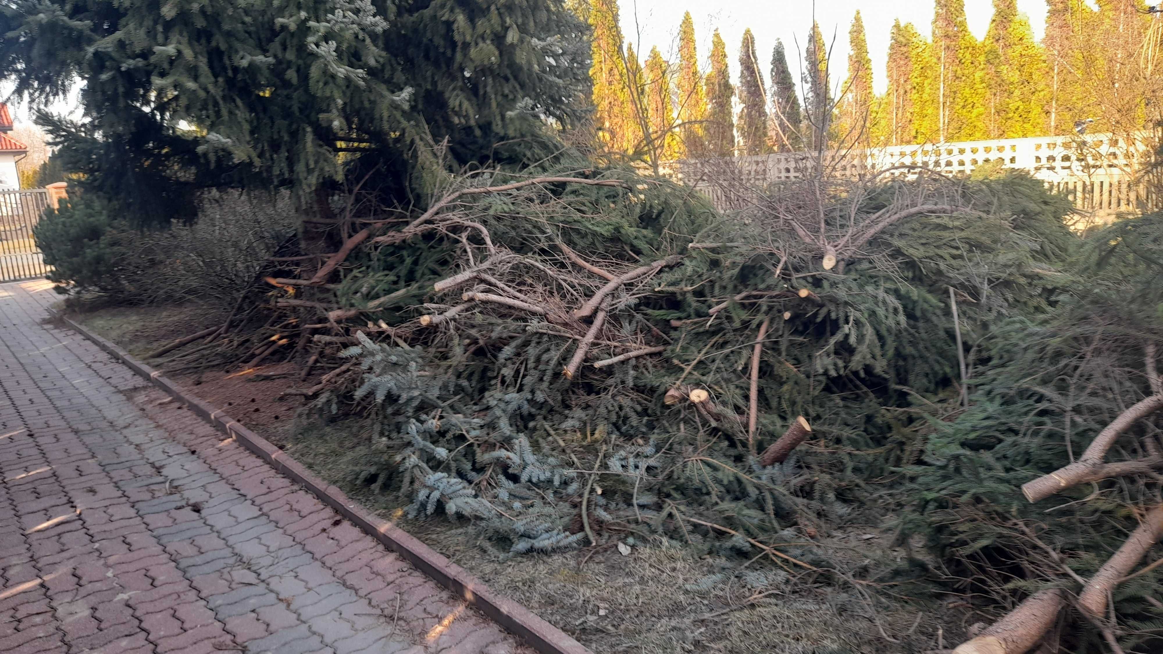 Gałęzie świerkowe oddam za darmo. Pień orzecha włoskiego.