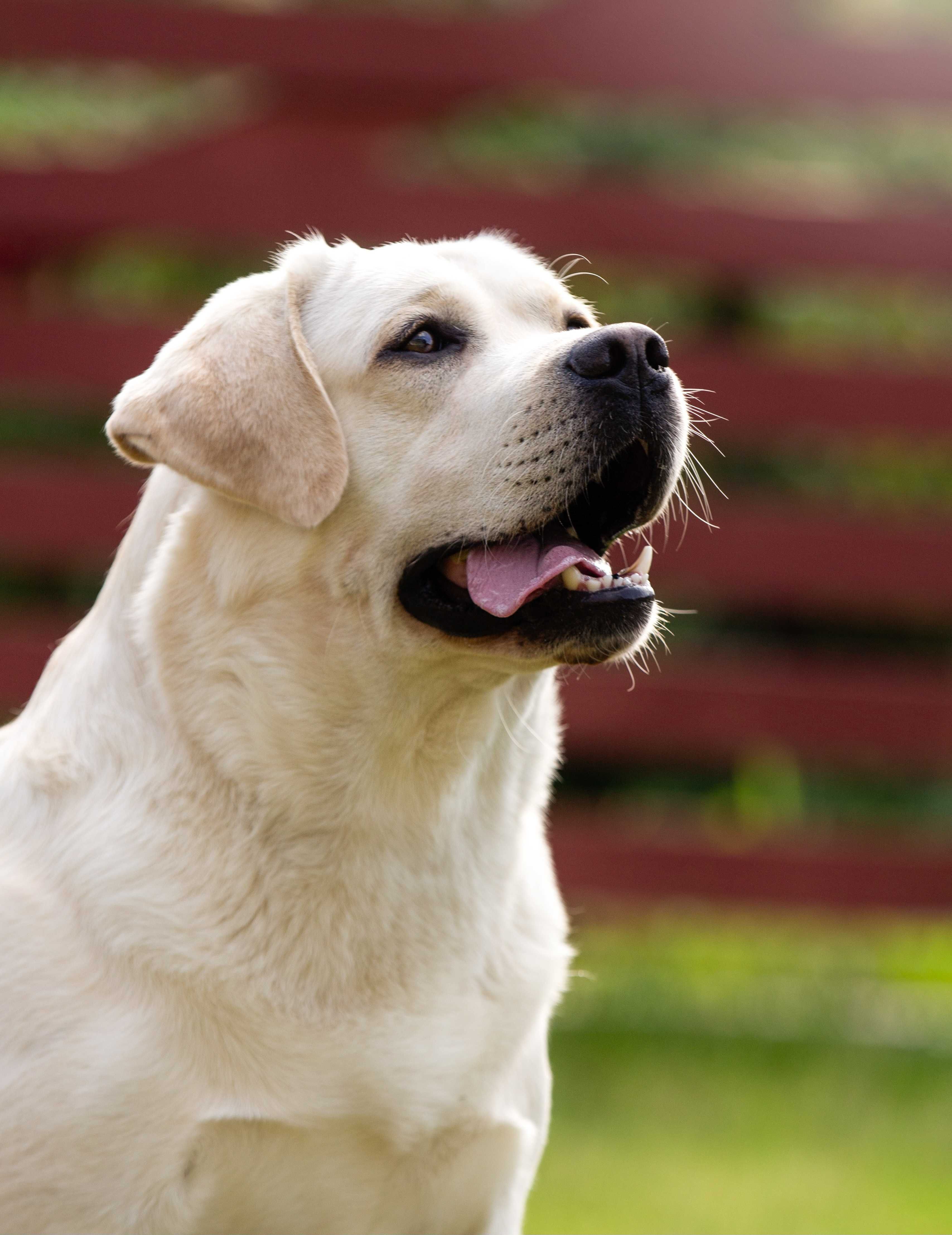 Labrador Macho filho de Multi Campeão