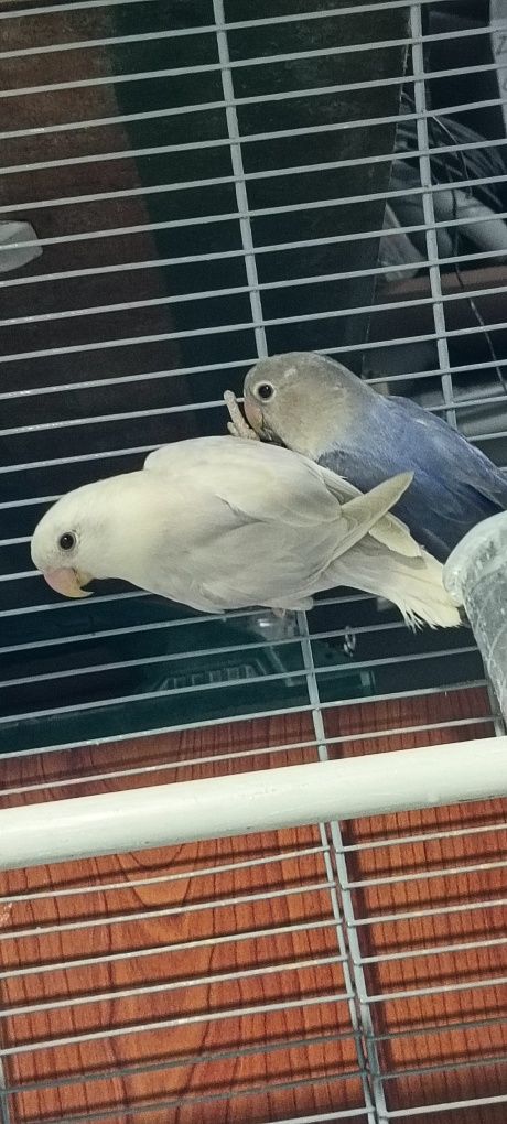 Casal de agapórnis roseicollis