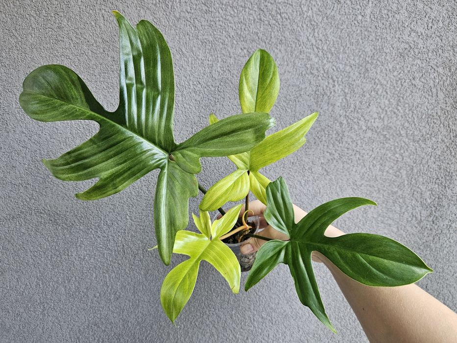 Philodendron filodendron florida ghost miętowe wybarwienie hydroponika