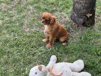Cavalier King Charles Spaniel - rubinowy piesek