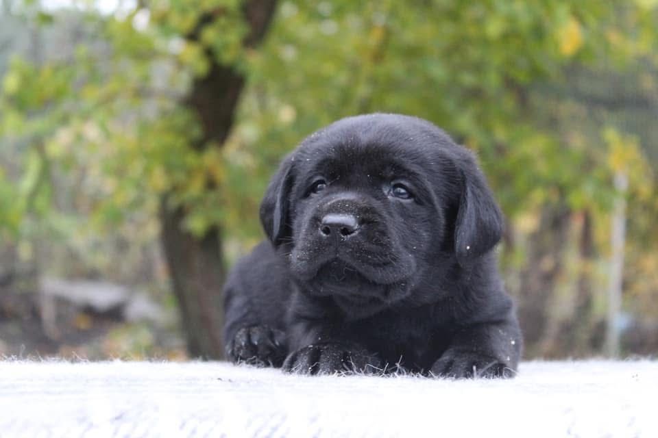 Чарівні дітки лабрадора