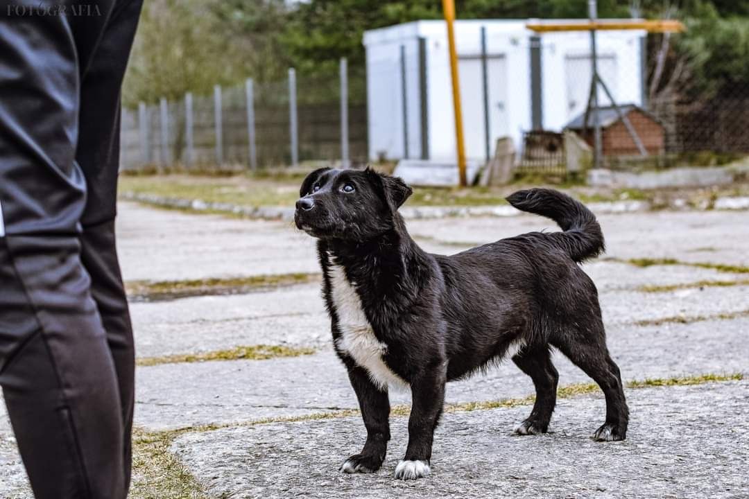 Dżoker malutki czarny chłopak do adopcji