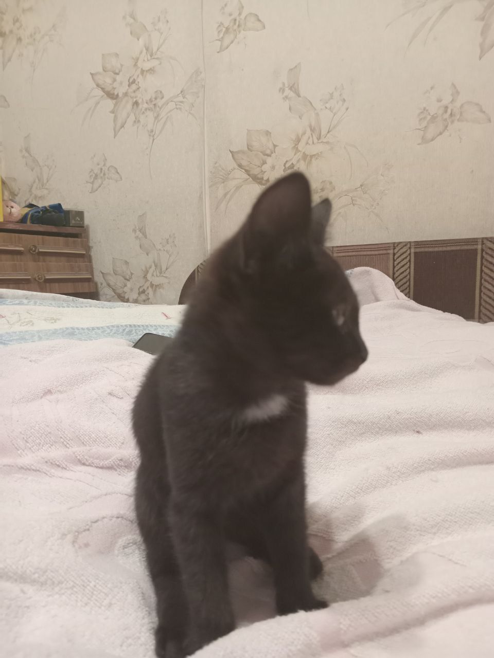 Віддаю кошенят в добрі руки (безкоштовно)