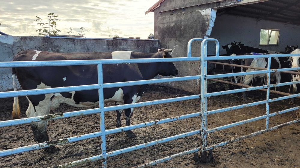 Panele wygrodzeniowe dla bydła mięsnego przegrody texas panel