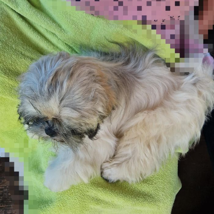 Lhasa apso kuzyn shih tzu